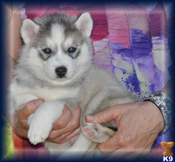 Siberian Husky Puppies in TX
